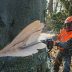 Stihl MS 661 C-M benzines motorfűrész, 50cm 4.Kép